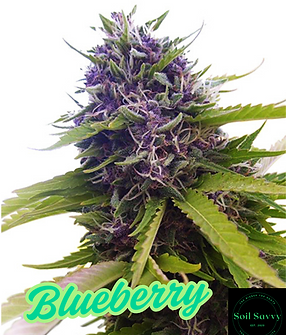 Blueberry.png