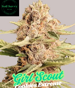 Girl Scout Cookies Extreme.png
