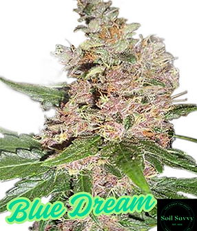 Blue Dream.png