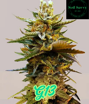 G13.png