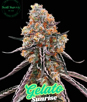 Gelato Sunrise.png
