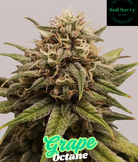 Grape Octane.png
