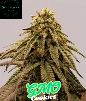 GMO Cookies.png