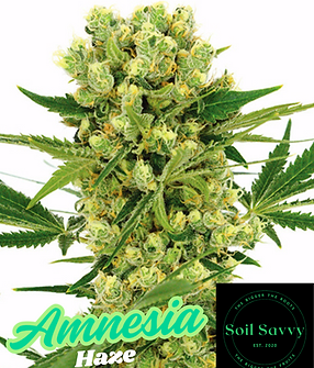 Amnesia Haze.png