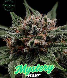 Mystery Haze.png