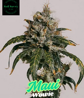 Maui Wowie.png