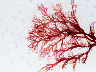 Descubra como as algas contribuem de forma sustentável para o sequestro de carbono