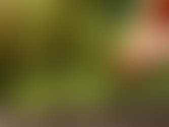 Qual o impacto dos fertilizantes no meio ambiente?