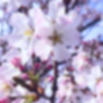 sakura