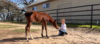 Unveiling Texas Horse Initiatives and Programs