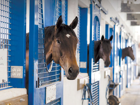 Redefining Thoroughbred Racing in East Texas