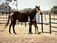 The Texas Horse Industry: An Economic Powerhouse