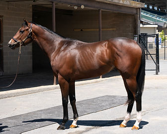Hip308-TWIRLING CANDY-PAY THE KITTEN, .jpeg