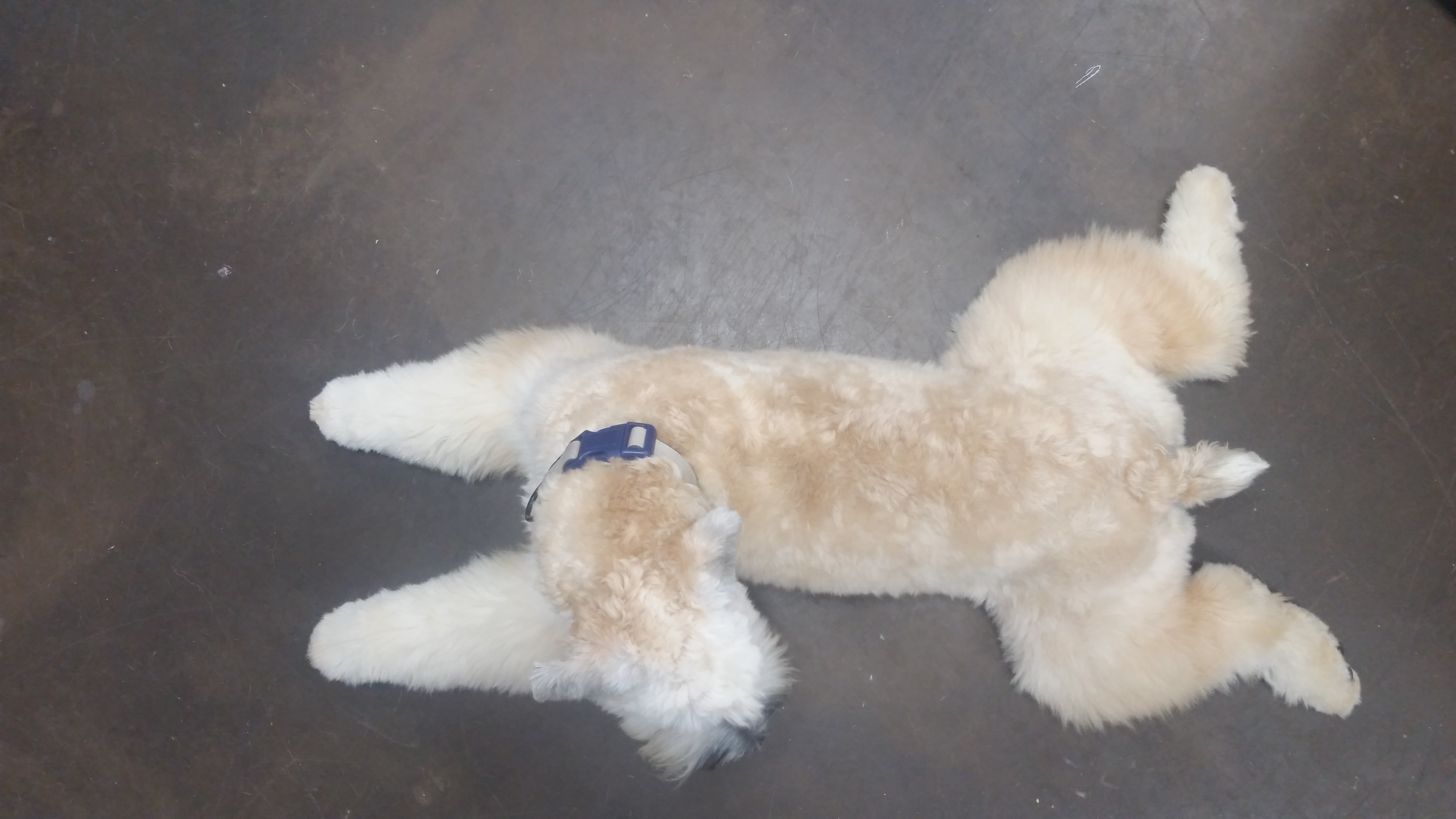 A Pet's Life BoardingDaycareGrooming Augusta, GA