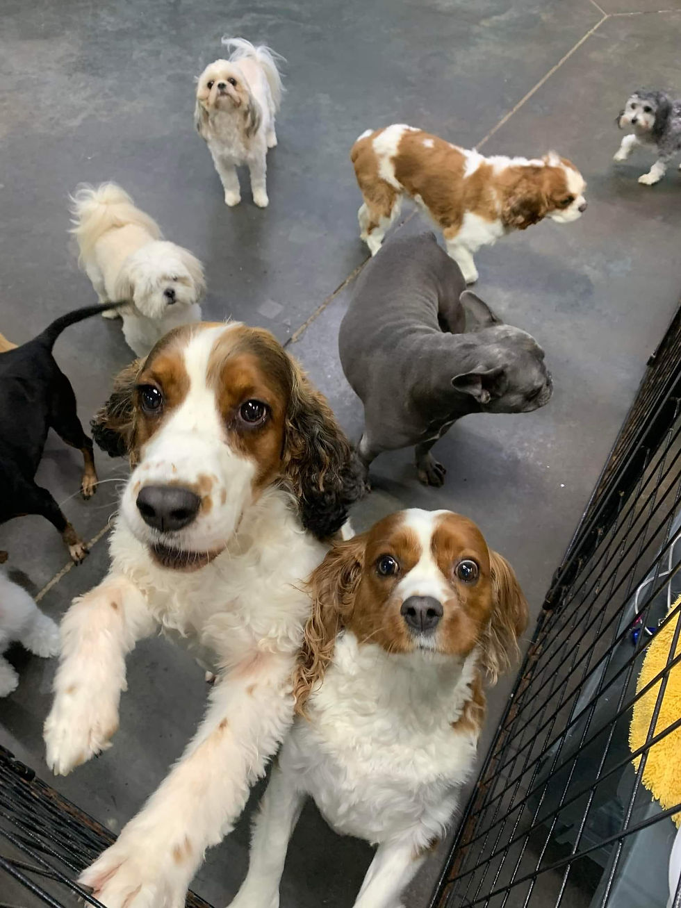 A Pet's Life BoardingDaycareGrooming Augusta, GA