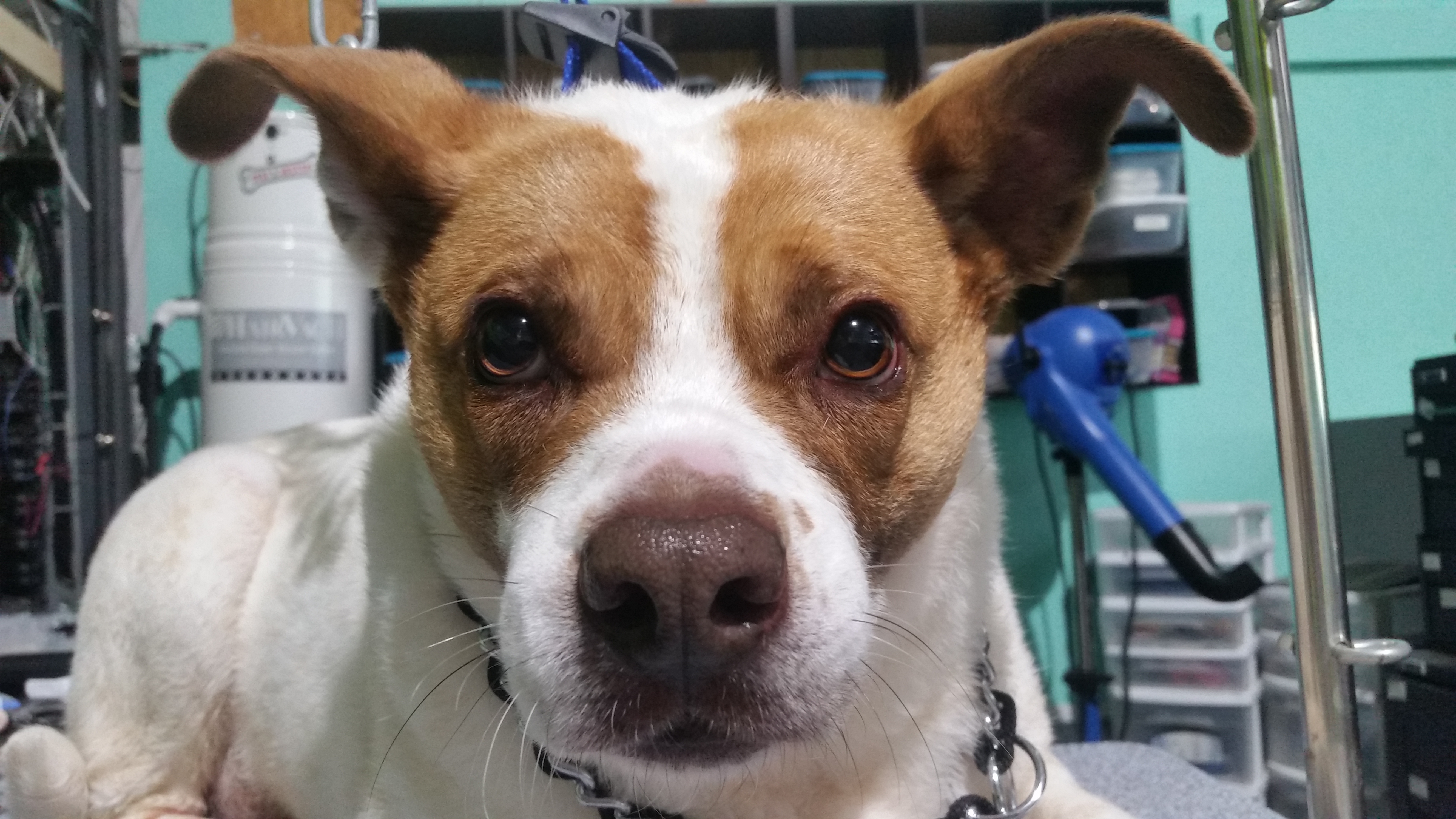 A Pet's Life BoardingDaycareGrooming Augusta, GA