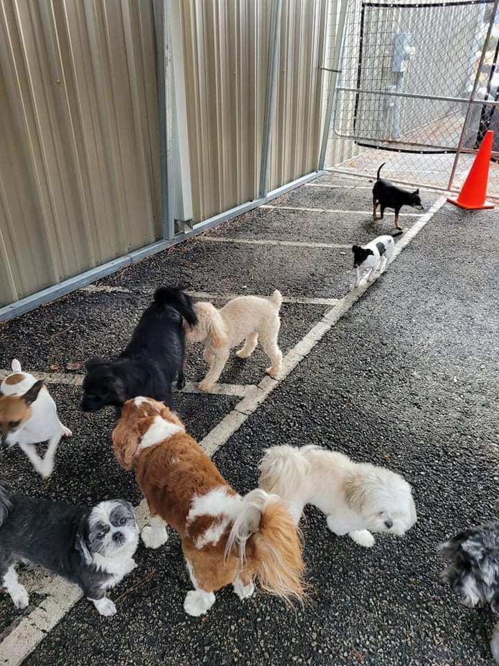 A Pet's Life BoardingDaycareGrooming Augusta, GA