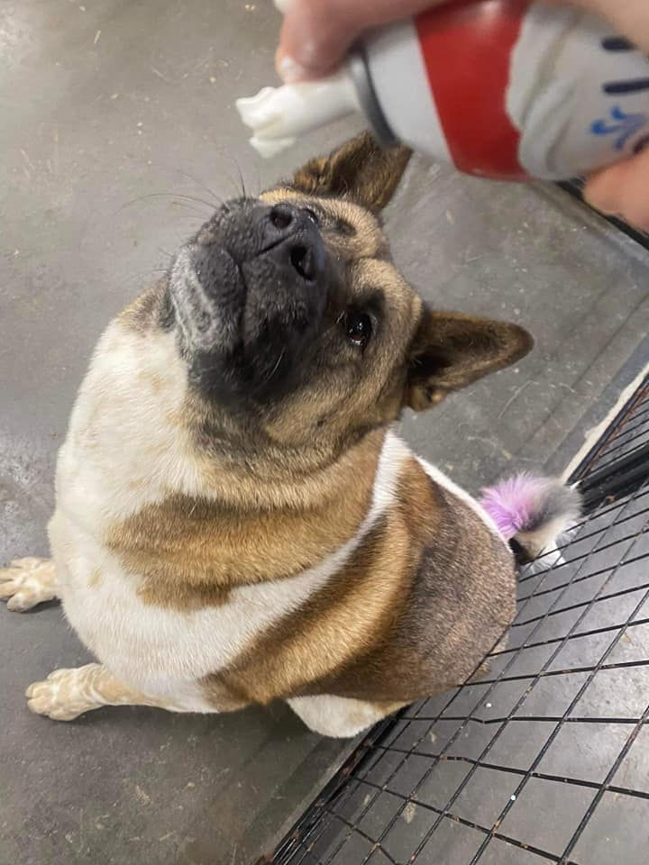 A Pet's Life BoardingDaycareGrooming Augusta, GA