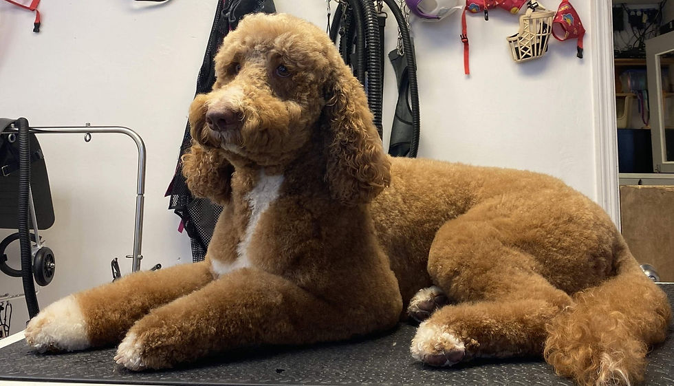 A Pet's Life BoardingDaycareGrooming Augusta, GA