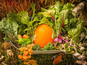 Fall Gardening Tips: Preparing Your Garden for the Cooler Months