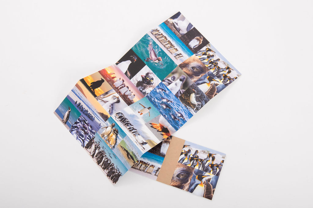 Penguin postcard set