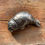 Thumbnail: Pewter cold cast seal pup