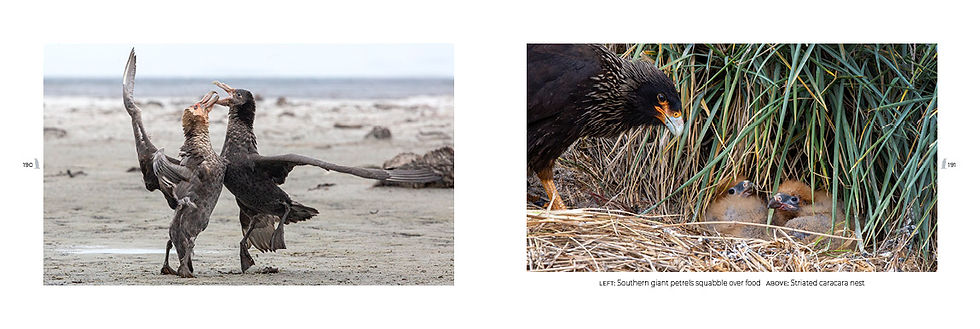Thumbnail: 2nd Edition - Visions of the Falkland Islands - Pocket size