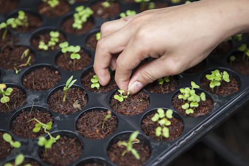 Planting seedlings in rich soil: a nurturing step in the journey of natural therapy.