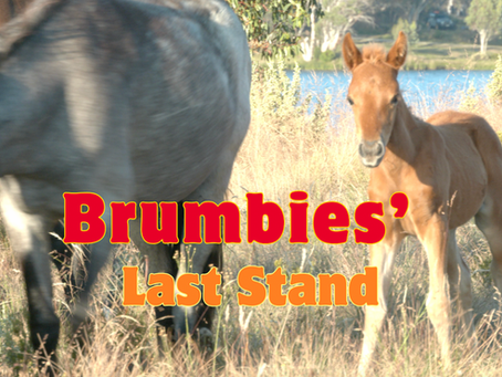 Australian Wild HorsesHorses, as a species, have a significantly longer evolutionary history on Earth than modern humans. 