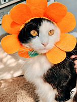 Cat with flower Halloween costume on head.