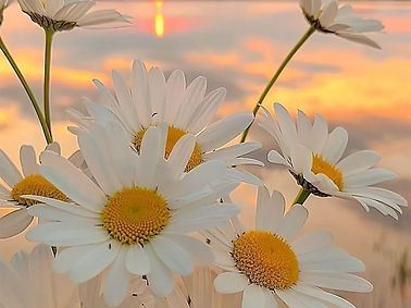 Daisy flower in front of sunset.