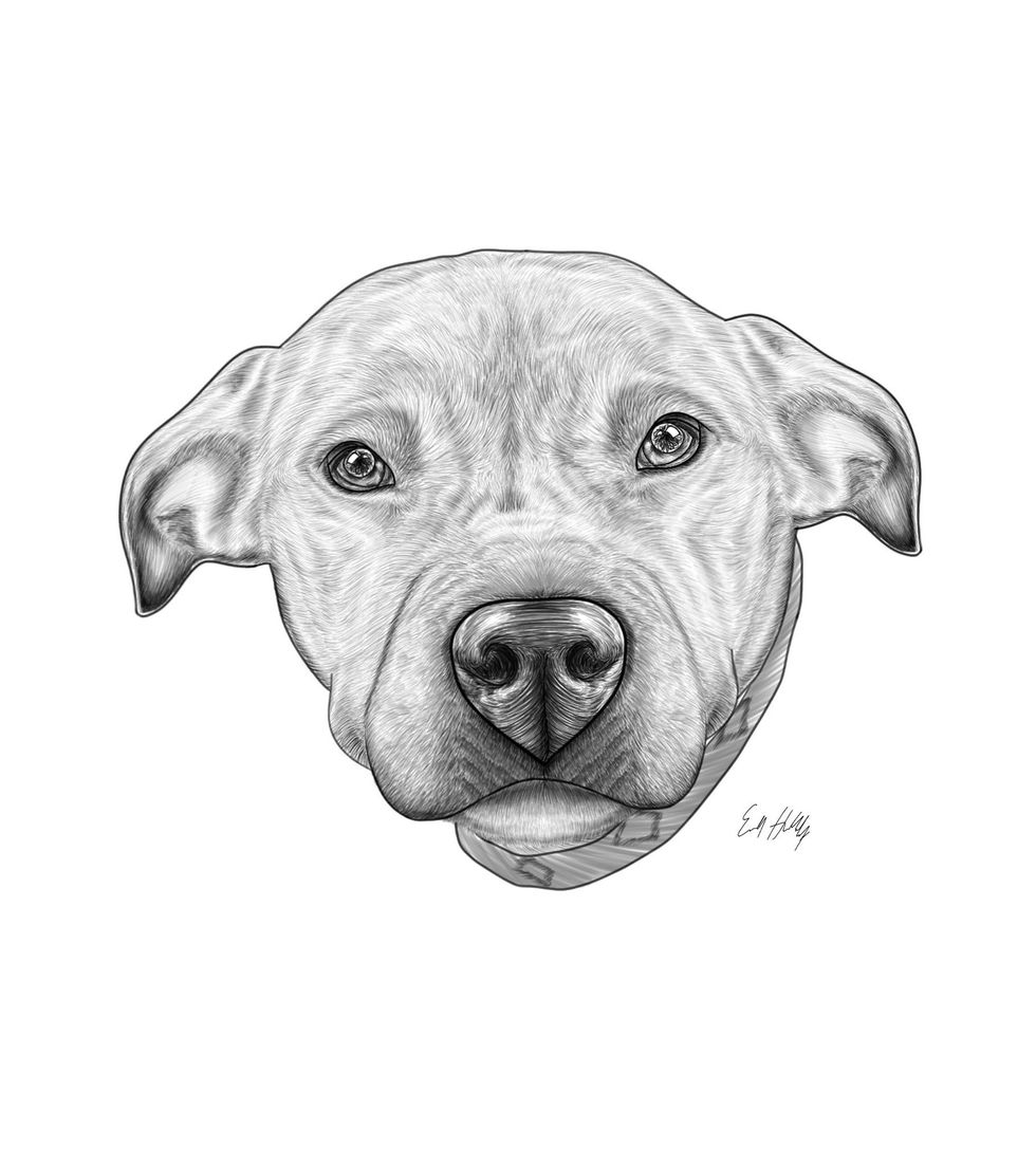 Digital dog drawing.