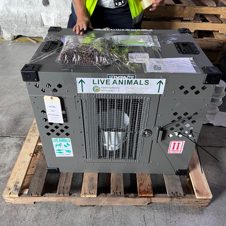 Lufthansa No Longer Accepts Metal Crates for Dogs (March 2026 Update)
