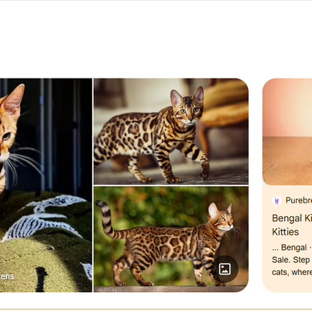 Moving to Australia with a Bengal Cat? Here's What You Need to Know