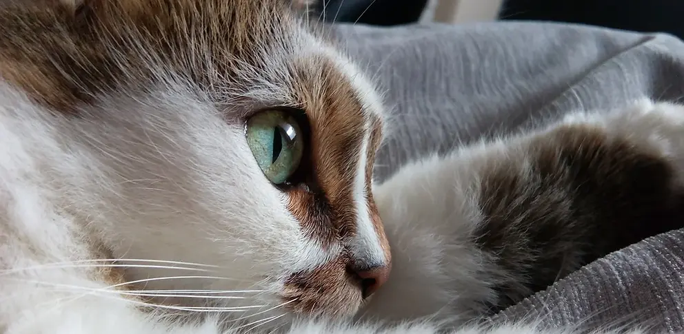 Cat's Eye.webp