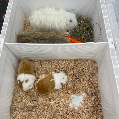 How to Care for and Internationally Relocate Small Rodents (e.g., Chinchillas, Guinea Pigs, Hamsters)