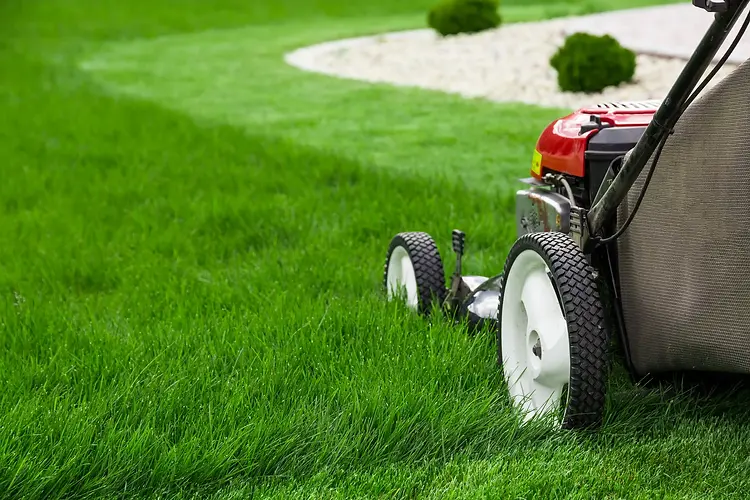 lawn care.webp