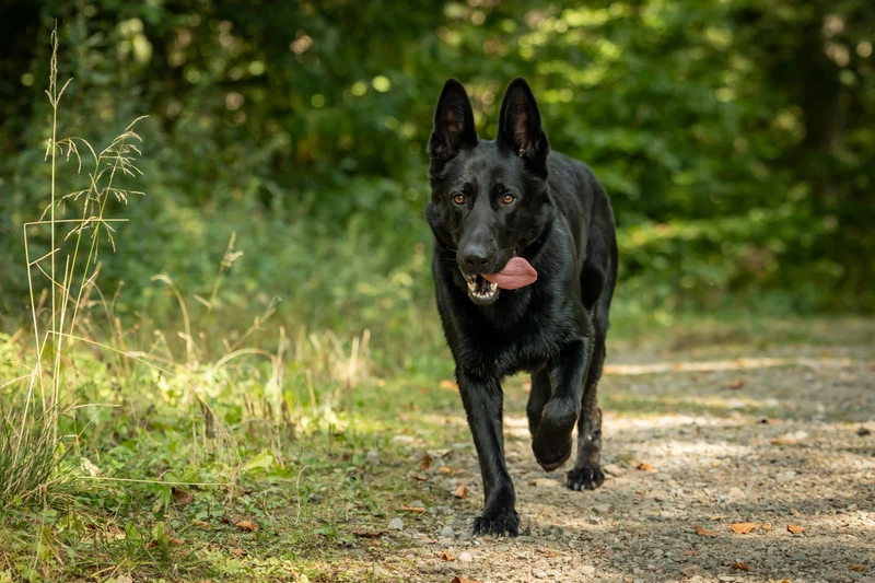 Hund ohne Aggression