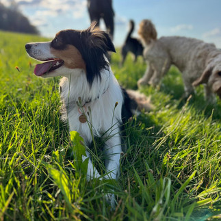 Bordercollie auf Wiese