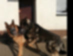 Workshop: Aggression Hund