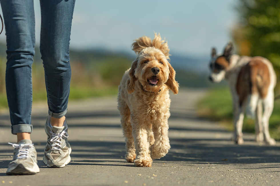 Brauner Cockerpoo Cockerspaniel Pudel auf der Straße entspannt an anderen Hunden entlang Hundebegegnung Hundetraining