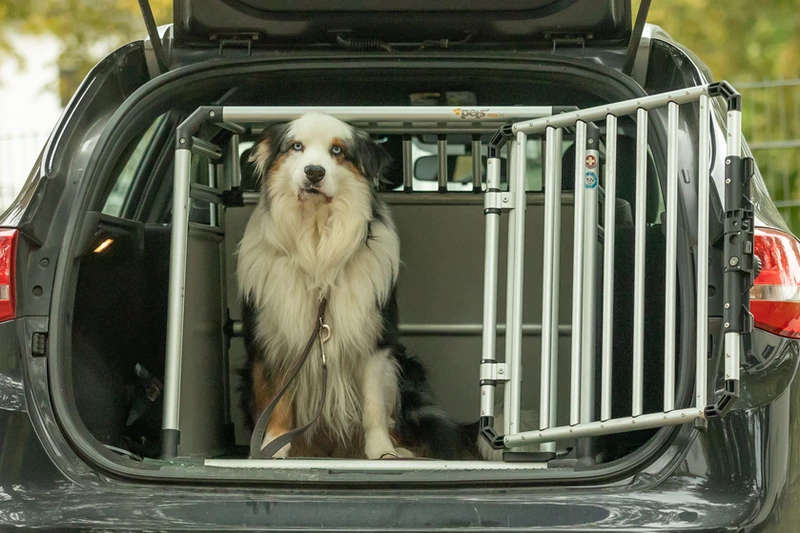 Hund in Kofferraum