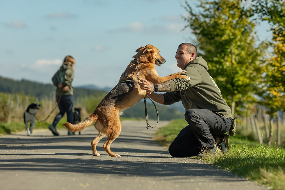 Schäferhund freude springt an Straße glücklich Freundschaft Hundetraining