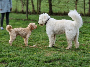 Kastration und Verhalten beim Hund: Ein Buch, das Klarheit schafft – mit einem Augenzwinkern