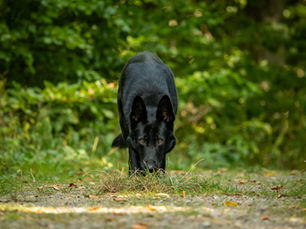 Schäferhund im Wald