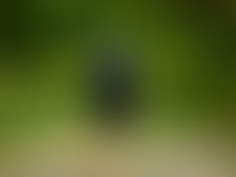 Schäferhund im Wald