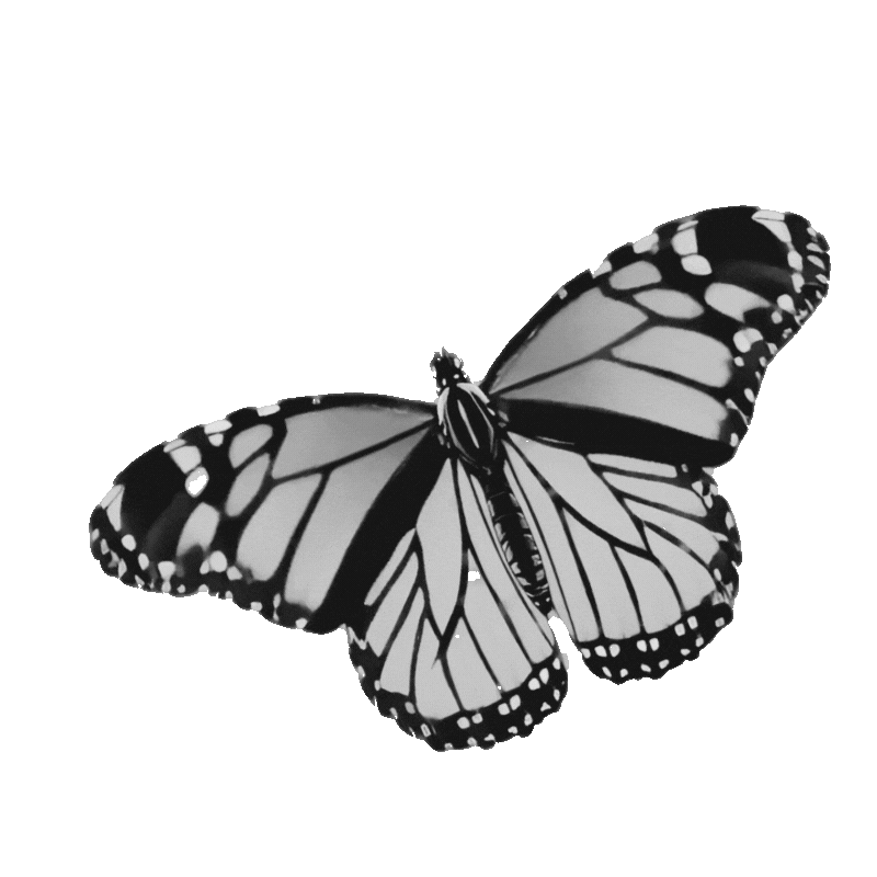 butterfly2.gif