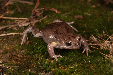 April - Bibron's Toadlet.jpg