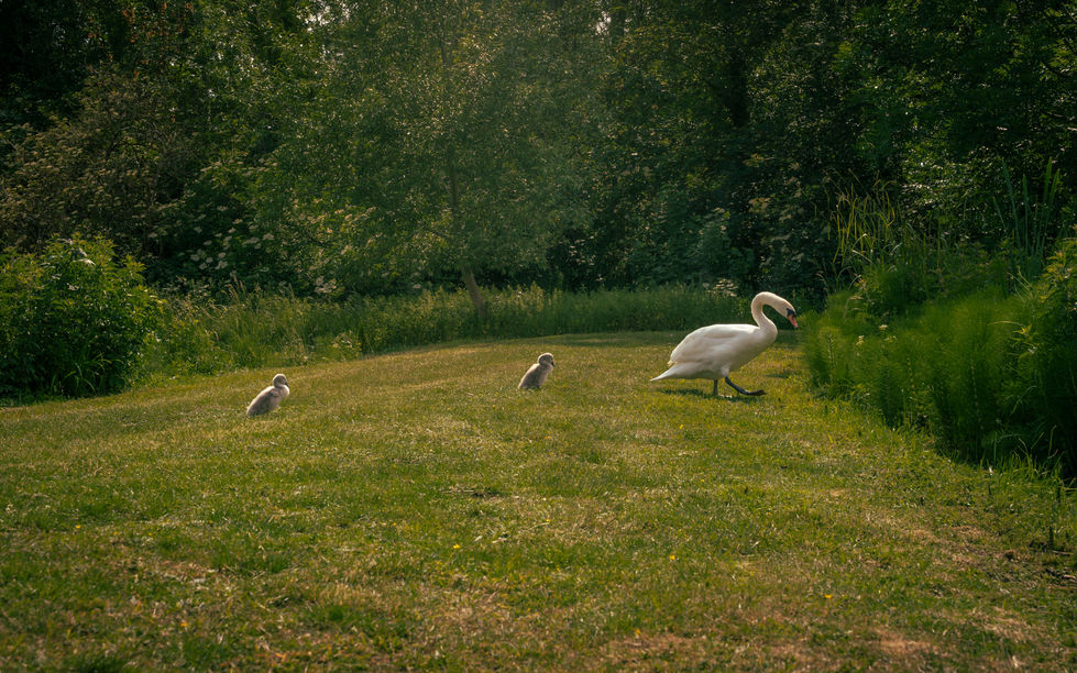 Locals