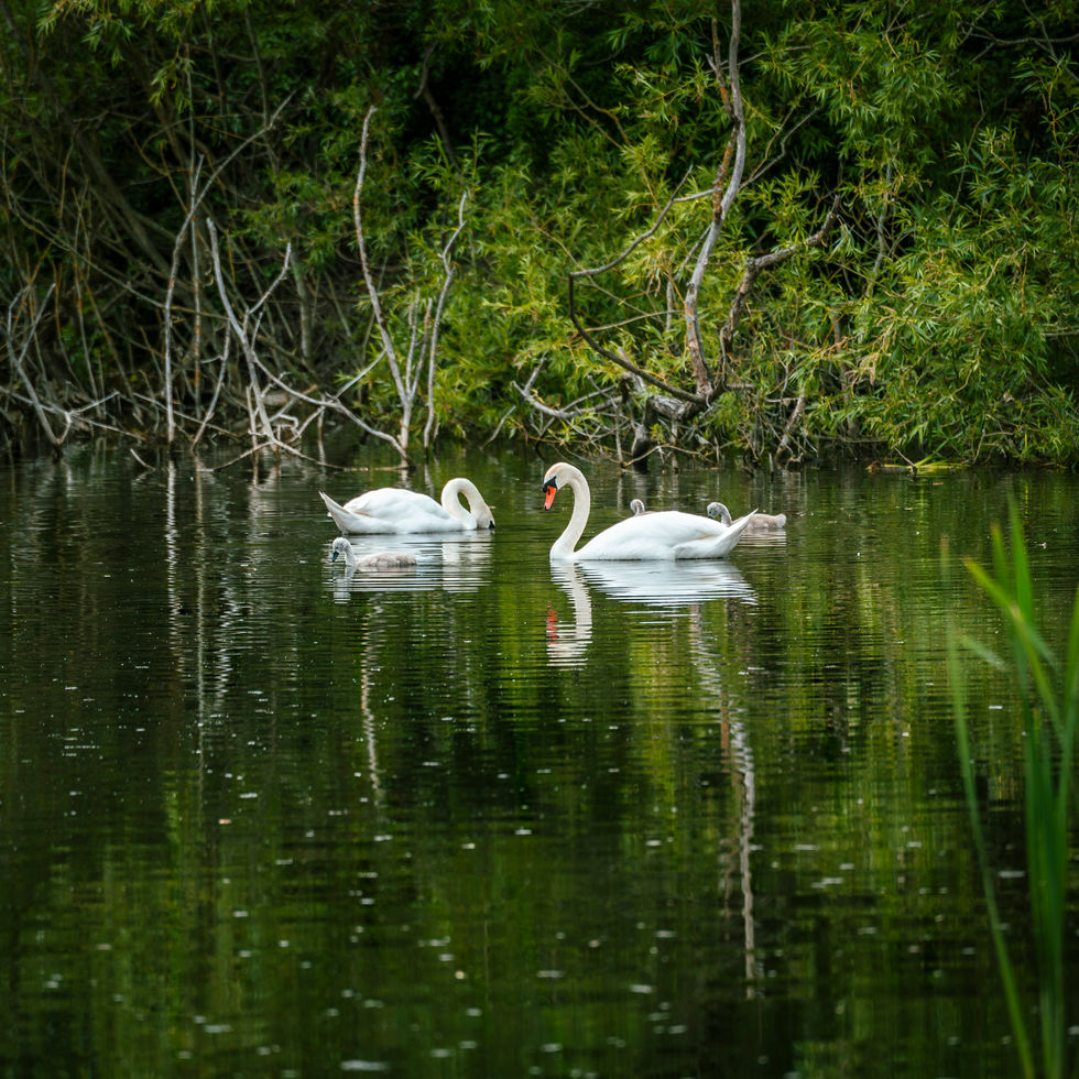 _DSC4990-Enhanced-NR